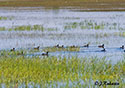 Fulica americana